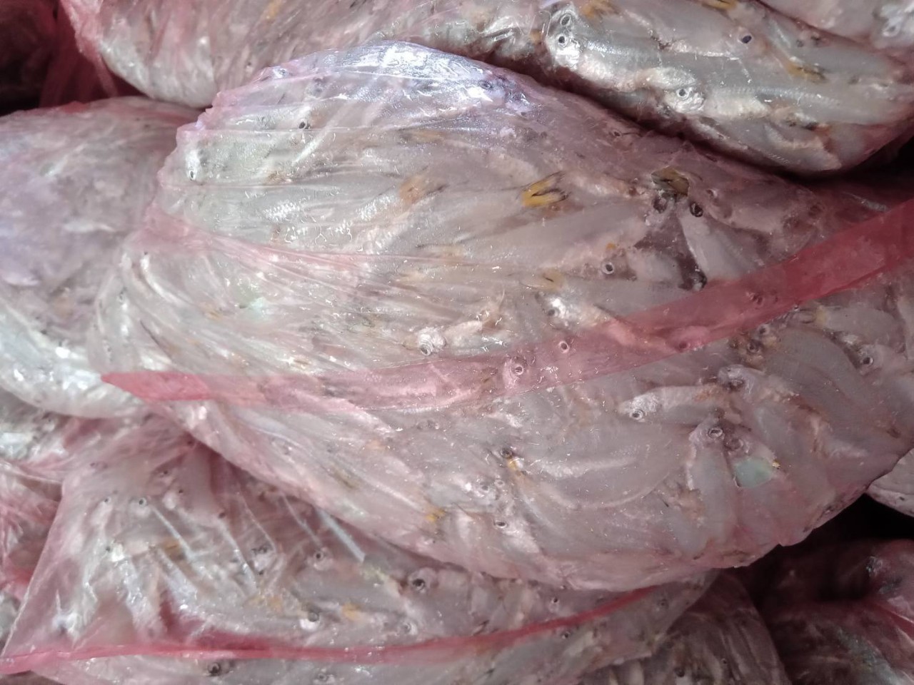 ตรวจสินค้าประมงที่นำเข้า ส่งออก ทางจุดผ่านแดนถาวรบ้านคลองลึก..คลิก
