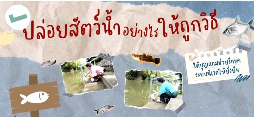 สายมูต้องดู ปล่อยสัตว์น้ำอย่างไรให้ได้บุญ ถูกวิธี ไม่ทำลายระบบนิเวศ เรามาดูกัน