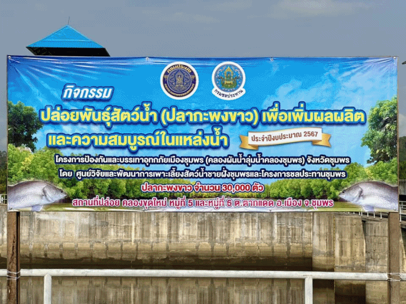 กิจกรรม “ปล่อยพันธุ์สัตว์น้ำ (ปลากะพงขาว) เพื่อเพิ่มผลผลิตและความสมบูรณ์ในแหล่งน้ำ ประจำปีงบประมาณ 2567 โครงการป้องกันและบรรเทาอุทกภัยเมืองชุมพร (คลองผันน้ำลุ่มน้ำคลองชุมพร) จังหวัดชุมพร..คลิก