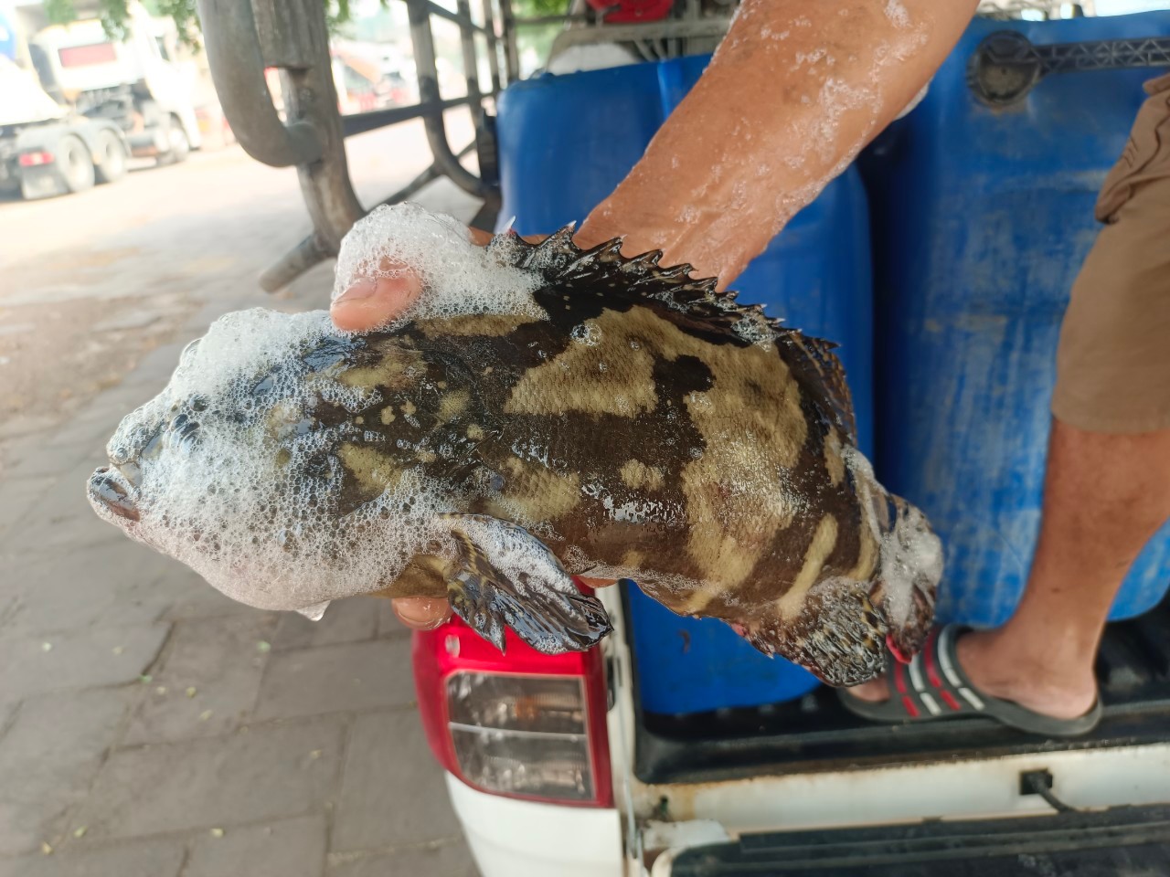 เจ้าหน้าที่ศูนย์บริหารจัดการด่านตรวจประมง เขต 1 (เชียงราย) ตรวจสอบสินค้าประมงส่งออกไปยังสาธารณรัฐประชาธิปไตยประชาชนลาว และสาธารณรัฐแห่งสหภาพเมียนมา..คลิก