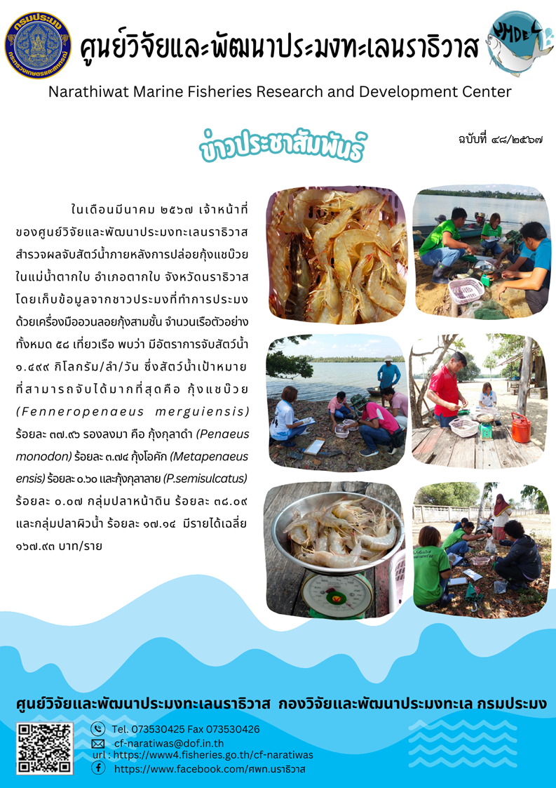 เจ้าหน้าที่ศูนย์วิจัยและพัฒนาประมงทะเลนราธิวาส สำรวจผลจับสัตว์น้ำภายหลังการปล่อยกุ้งแชบ๊วยในแม่น้ำตากใบ อำเภอตากใบ จังหวัดนราธิวาส..คลิก