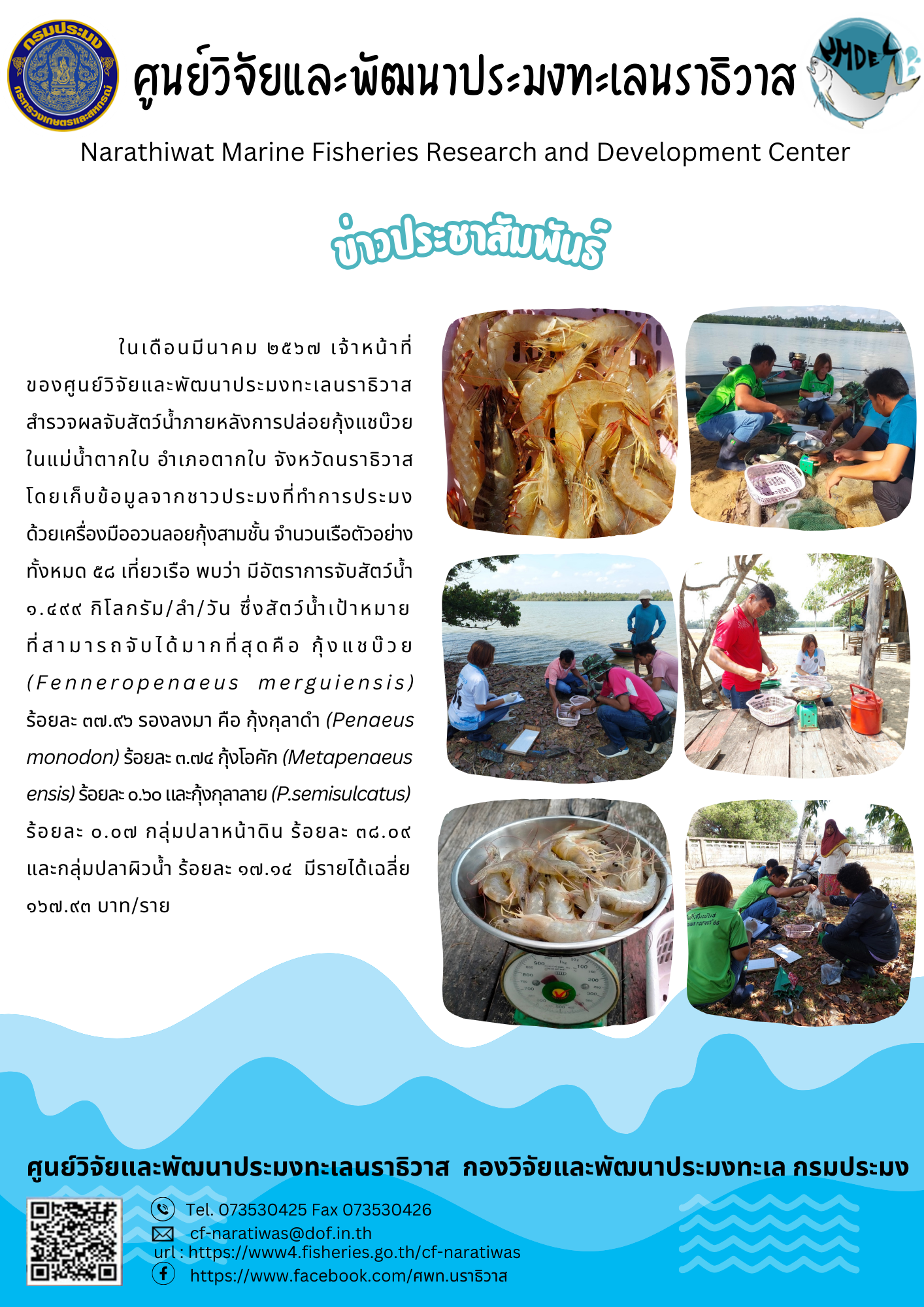 ในเดือนมีนาคม 2567 เจ้าหน้าที่ของศูนย์วิจัยและพัฒนาประมงทะเลนราธิวาส สำรวจผลจับสัตว์น้ำภายหลังการปล่อยกุ้งแชบ๊วยในแม่น้ำตากใบ อำเภอตากใบ จังหวัดนราธิวาส โดยเก็บข้อมูลจากชาวประมงที่ทำการประมงด้วยเครื่องมืออวนลอยกุ้งสามชั้น จำนวนเรือตัวอย่างทั้งหมด 58 เที่ยวเรือ พบว่า มีอัตราการจับสัตว์น้ำ 10499 กิโลกรัม/ลำ/วัน ซึ่งสัตว์น้ำเป้าหมายที่สามารถจับได้มากที่สุดคือ กุ้งเชบ๊วย ฯลฯ..คลิก