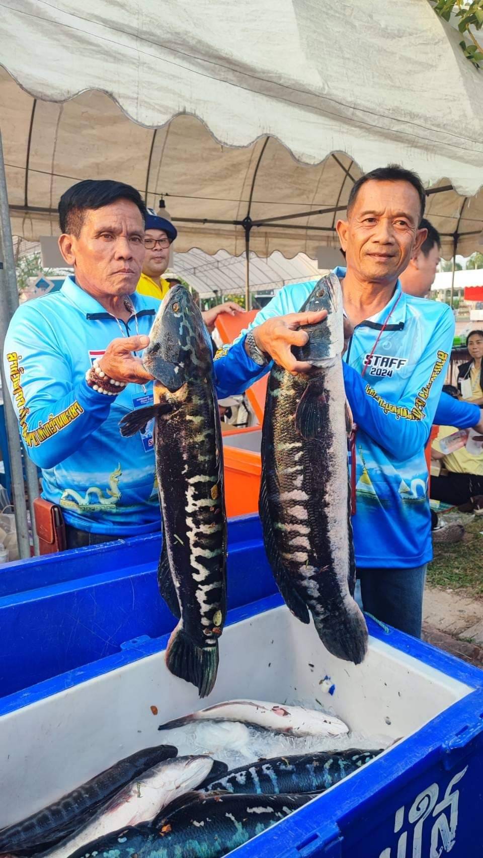 “ล่าตัวฉกาจ ชะโดเพชฌฆาตแห่งกว๊านพะเยา ครั้งที่ 1”..คลิก