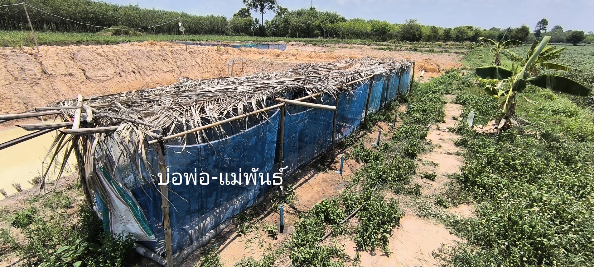 เข้าตรวจสอบฟาร์มเกษตรกร ผู้เพาะเลี้ยงกบที่มาขอขึ้นทะเบียน..คลิก