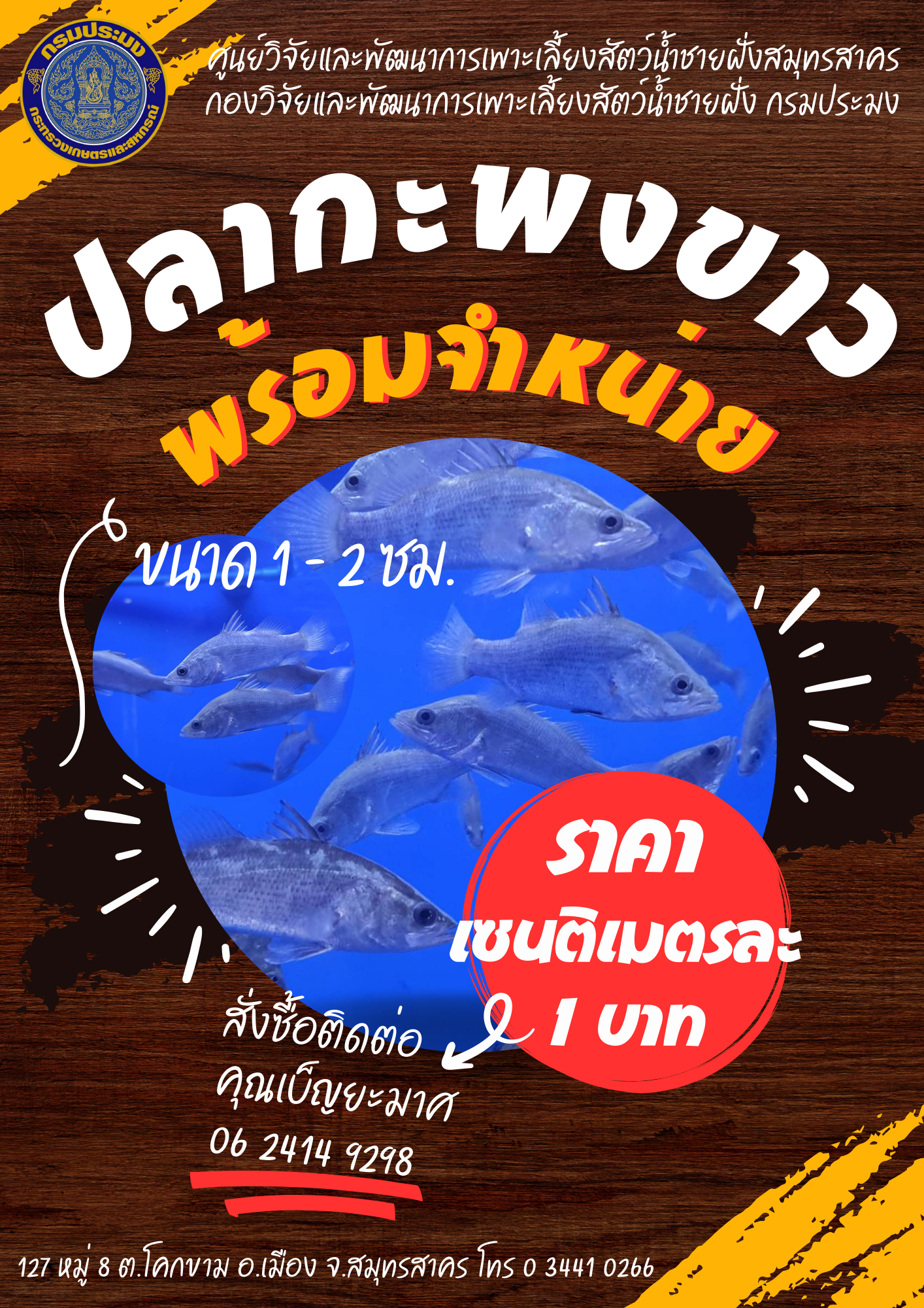 จำหน่ายปลากะพงขาว ขนาด 1-2 ซม...คลิก