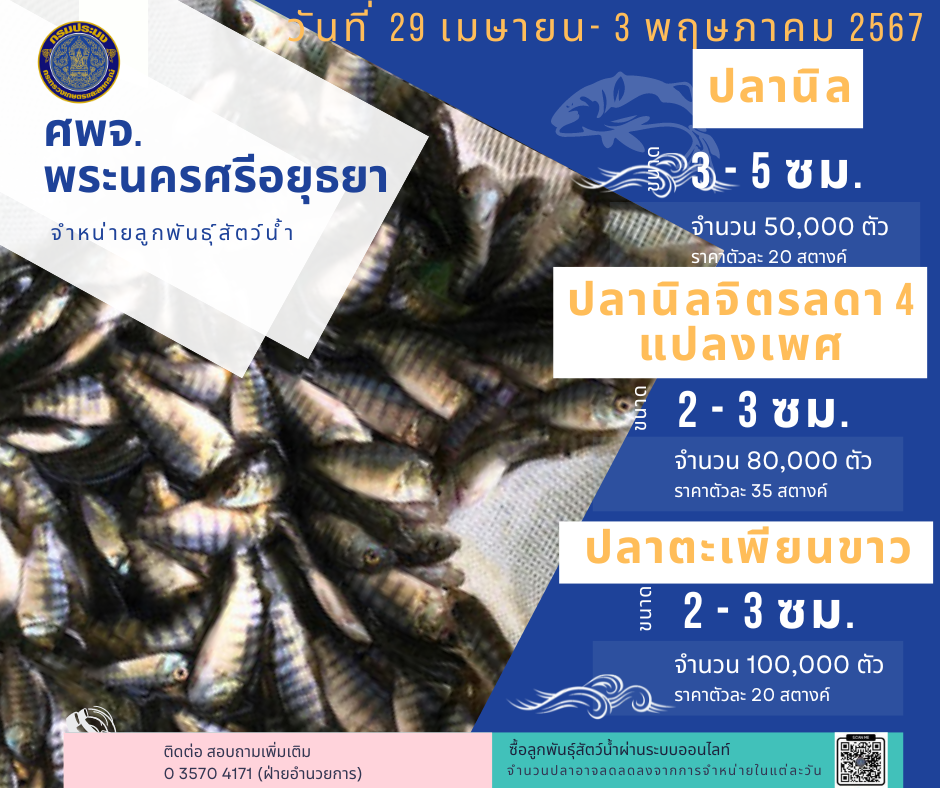 ชนิดพันธ์ุสัตว์น้ำพร้อมจำหน่าย (29 เมษายน - 3 พฤษภาคม 2567) ศพจ.พระนครศรีอยุธยา..คลิก