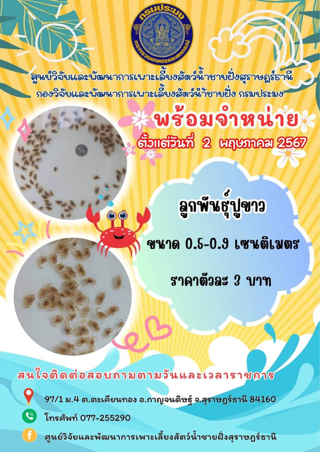 พร้อมจำหน่าย ลูกพันธุ์ปูขาว ตั้งแต่วันที่ 2 พฤษภาคม 2567..คลิก