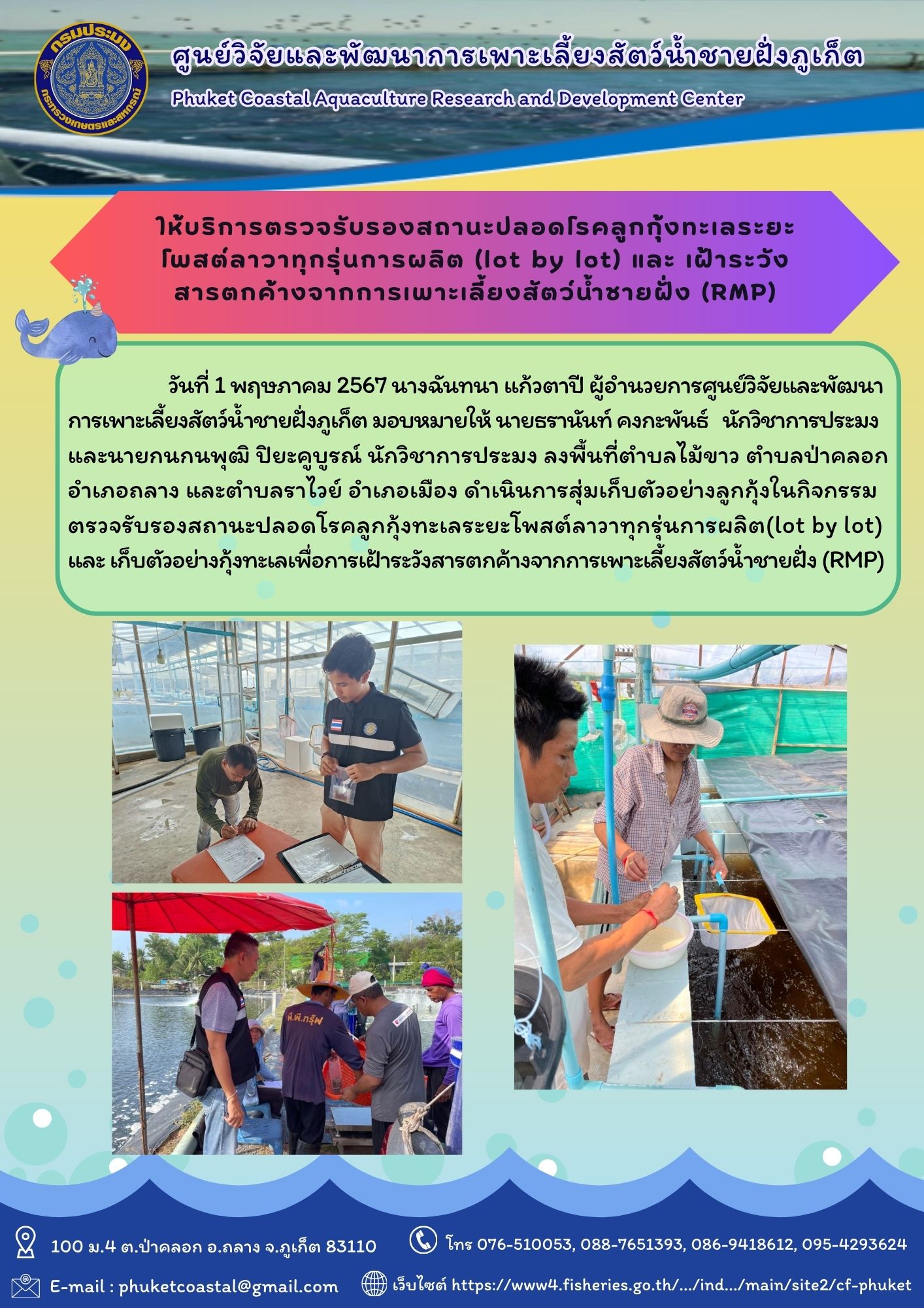 วันที่ 1 พฤษภาคม 2567 ศูนย์วิจัยและพัฒนาการเพาะเลี้ยงสัตว์น้ำชายฝั่งภูเก็ต ให้บริการตรวจรับรองสถานะปลอดโรคลูกกุ้งทะเลระยะ โพสต์ลาวาทุกรุ่นการผลิต (lot by lot) และ เฝ้าระวัง สารตกค้างจากการเพาะเลี้ยงสัตว์น้ำชายฝั่ง (RMP)..คลิก