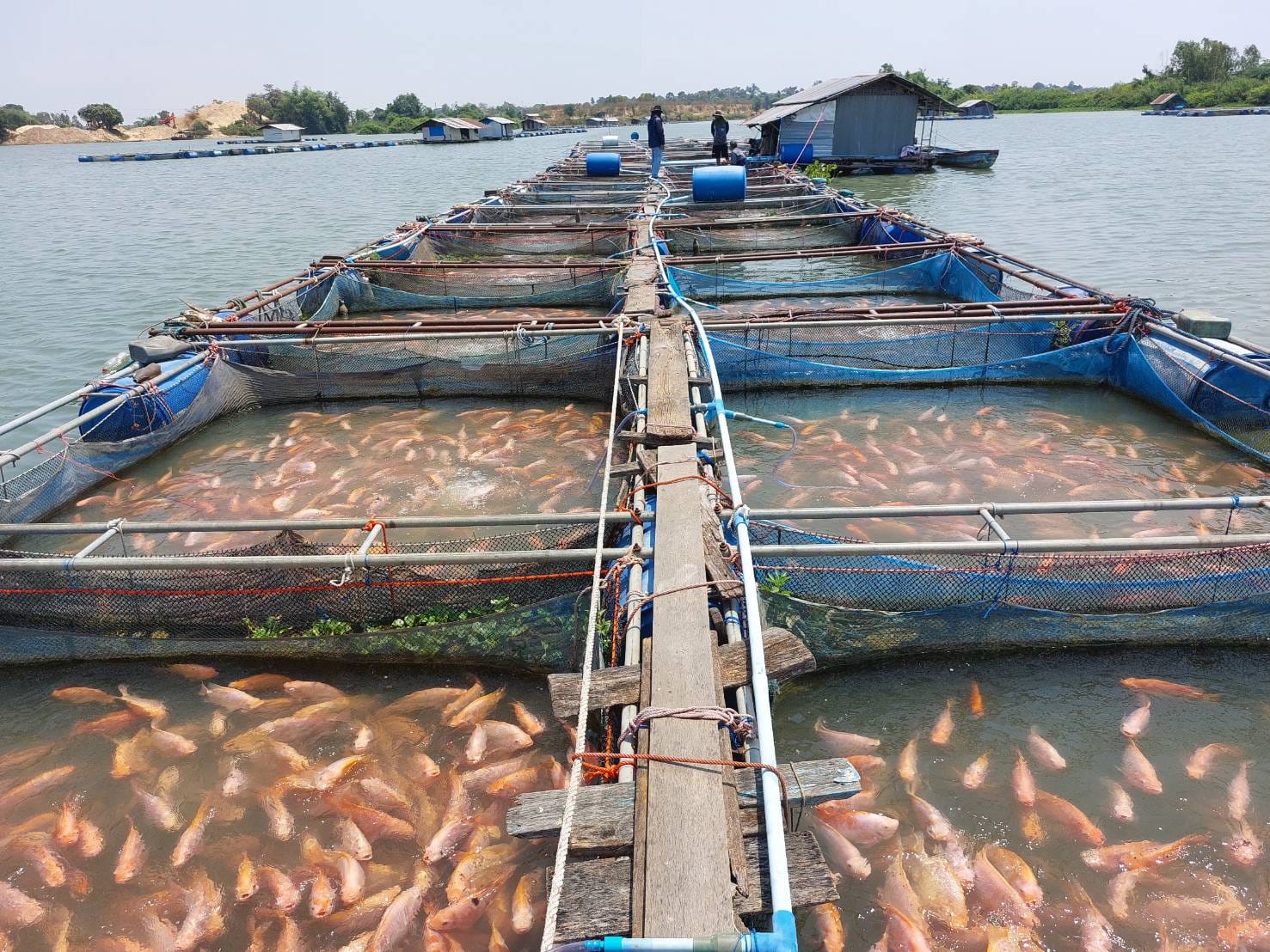 ข่าวประชาสัมพันธ์ประจำวันที่ 18-19 เมษายน 2567 ศูนย์วิจัยและพัฒนาการเพาะเลี้ยงสัตว์น้ำจืดศรีสะเกษ ฉบับที่ 119