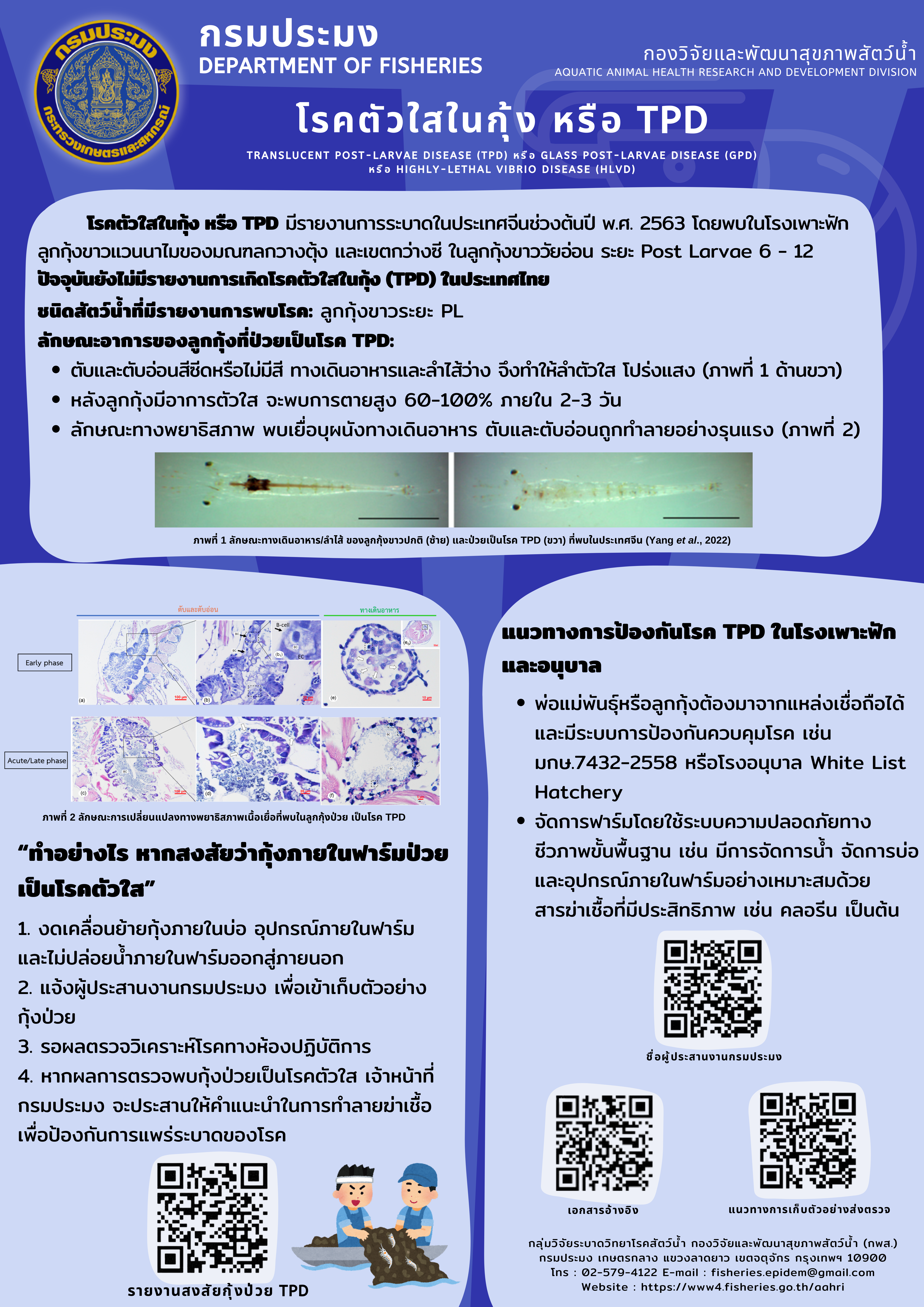 โรคตัวใสในกุ้ง หรือ TPD..คลิก