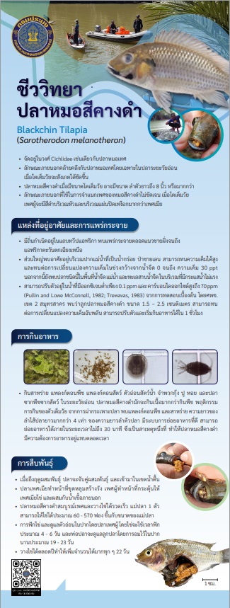 ประชาสัมพันธ์การเฝ้าระวังการแพร่ระบาดของปลาหมอสีคางดำในพื้นที่จังหวัดนราธิวาส..คลิก