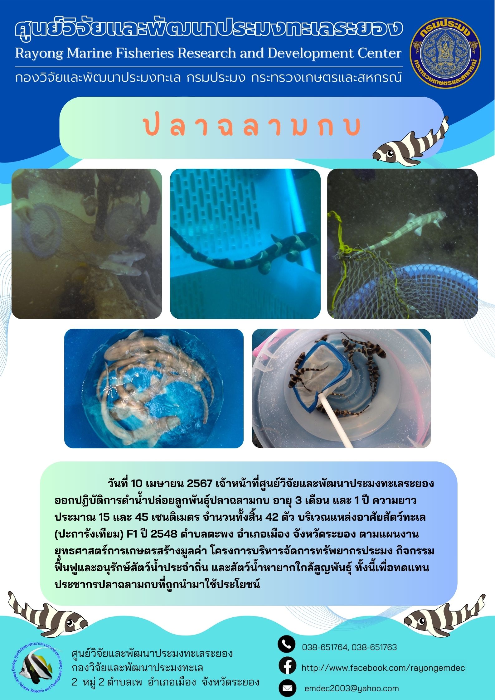 กิจกรรมปล่อยพันธุ์ปลาฉลามกบ