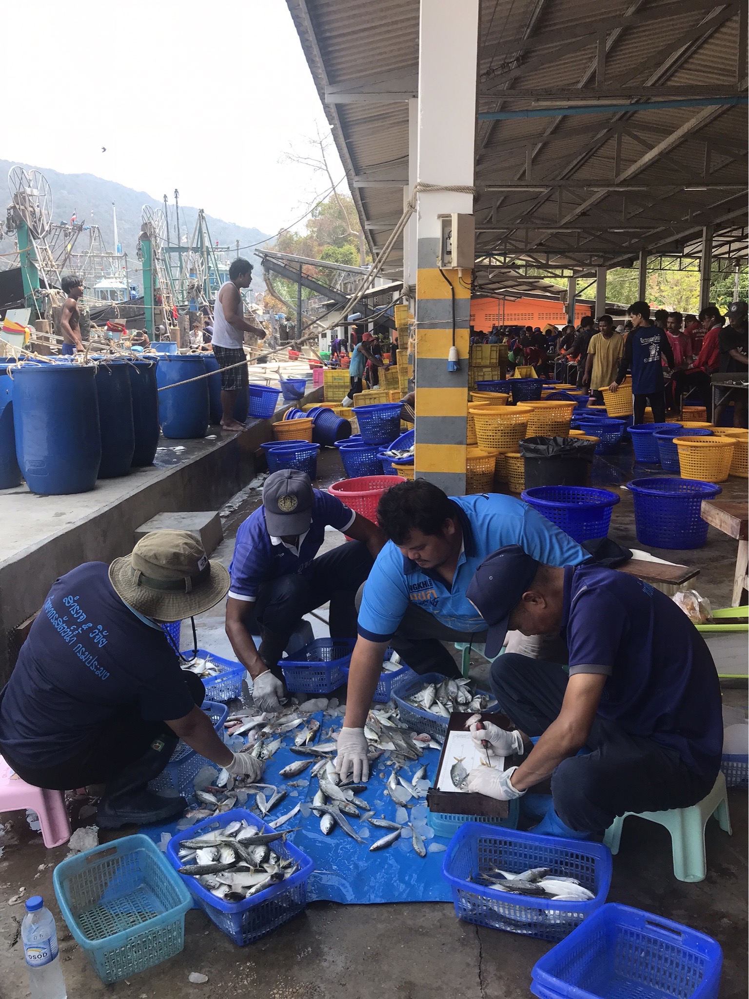  เจ้าหน้าที่ศูนย์วิจัยและพัฒนาประมงทะเลสงขลา ออกปฏิบัติงานเก็บรวบรวมข้อมูลทรัพยากรประมง จากเรืออวนล้อมจับที่ขึ้นท่าในพื้นที่จังหวัดนครศรีธรรมราช และสงขลา ประจำเดือนเมษายน 2567..คลิก