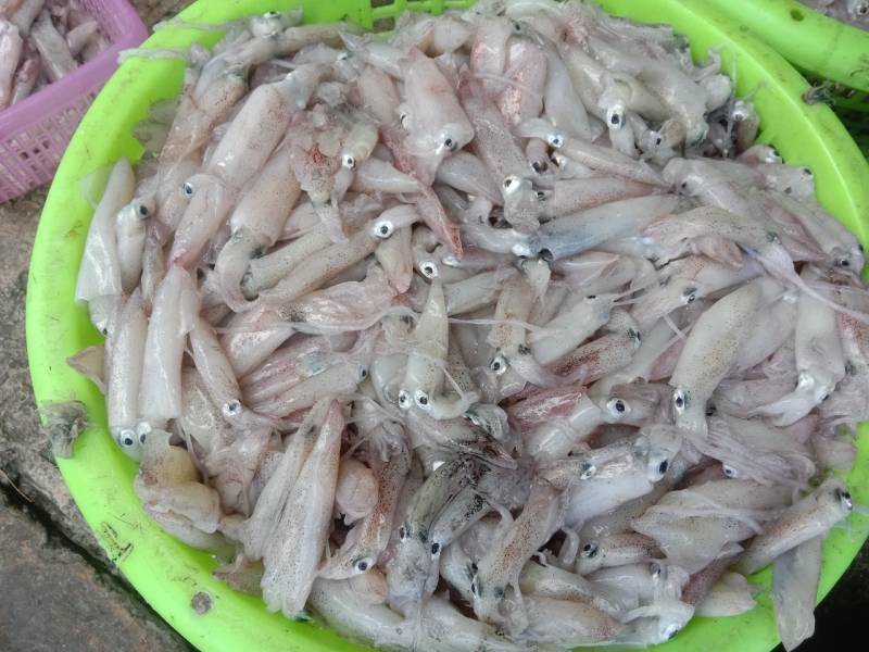  เจ้าหน้าที่ศูนย์วิจัยและพัฒนาประมงทะเลสงขลา ออกปฏิบัติงานเก็บรวบรวมข้อมูลทรัพยากรประมงจากเรืออวนครอบที่ขึ้นท่าในพื้นที่จังหวัดนครศรีธรรมราช และสงขลา ประจำเดือนเมษายน 2567..คลิก