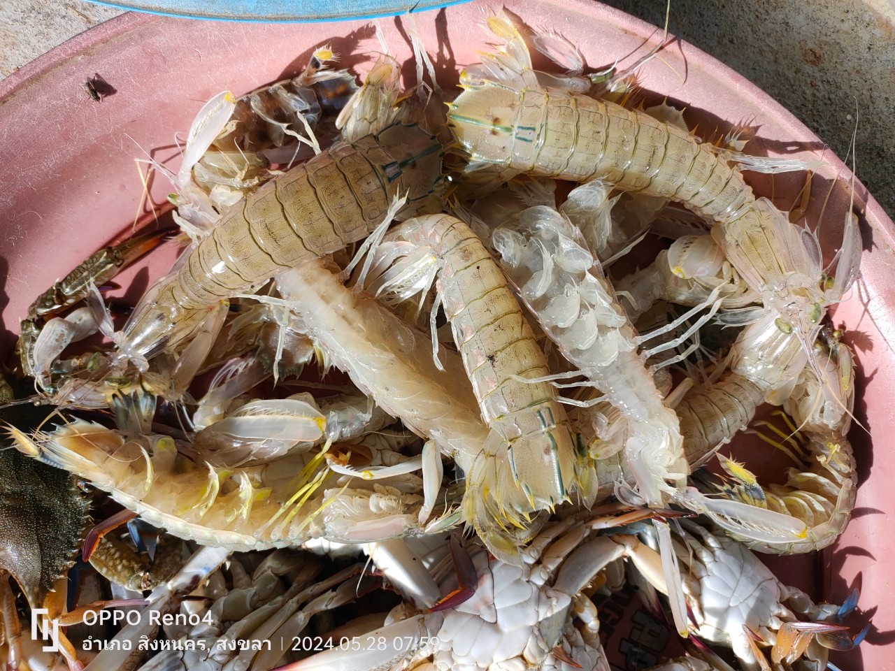 สภาวะสัตว์น้ำรอบทะเลสาบสงขลา เดือนพฤษภาคม 2567..คลิก
