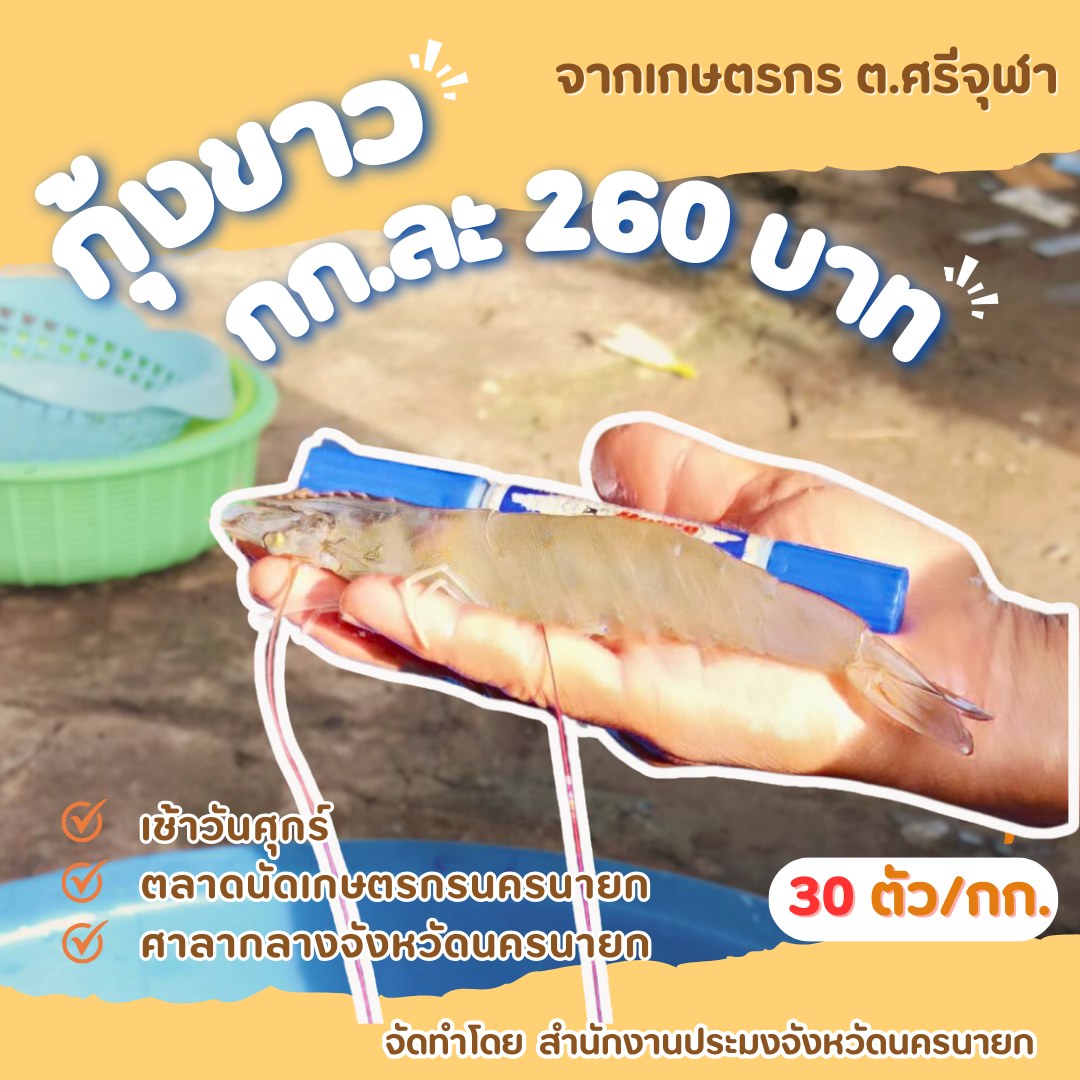 ???? ประชาสัมพันธ์ จำหน่าย กุ้งขาวสด สะอาด ขนาด 30 ตัว/กิโลกรัม ราคากิโลกรัมละ 260 บาท ณ เช้าวันศุกร์ ตลาดนัดเกษตรกรนครนายก ศาลากลางจังหวัดนครนายก????