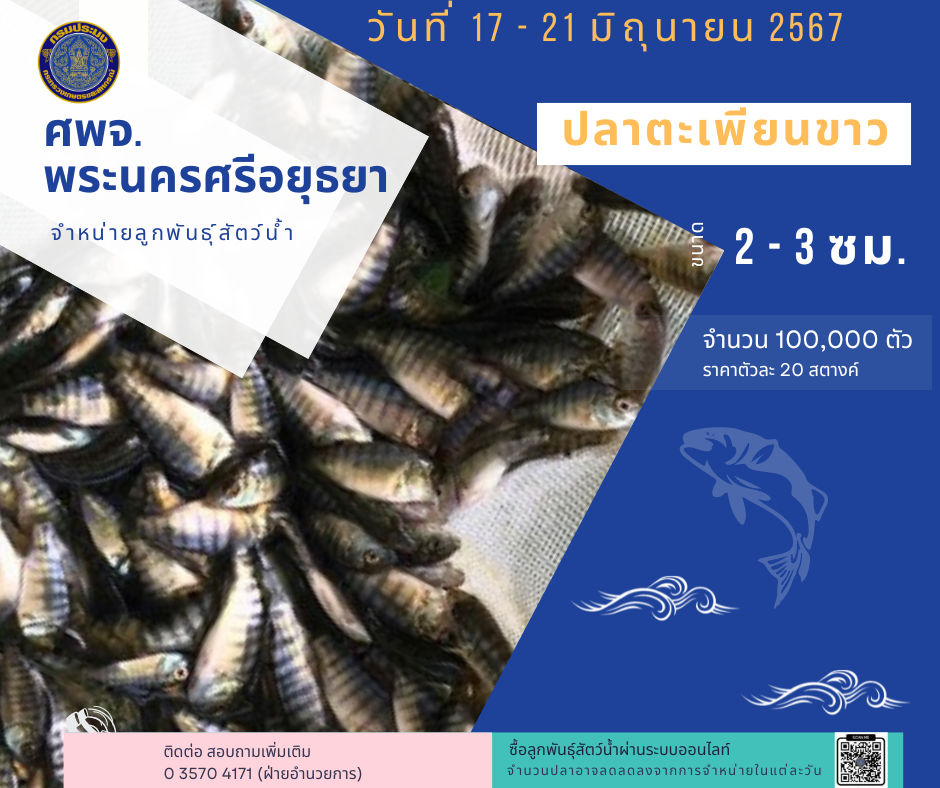 ชนิดพันธ์ุสัตว์น้ำพร้อมจำหน่าย  17-21 มิถุนายน 2567 ศพจ.พระนครศรีอยุธยา..คลิก