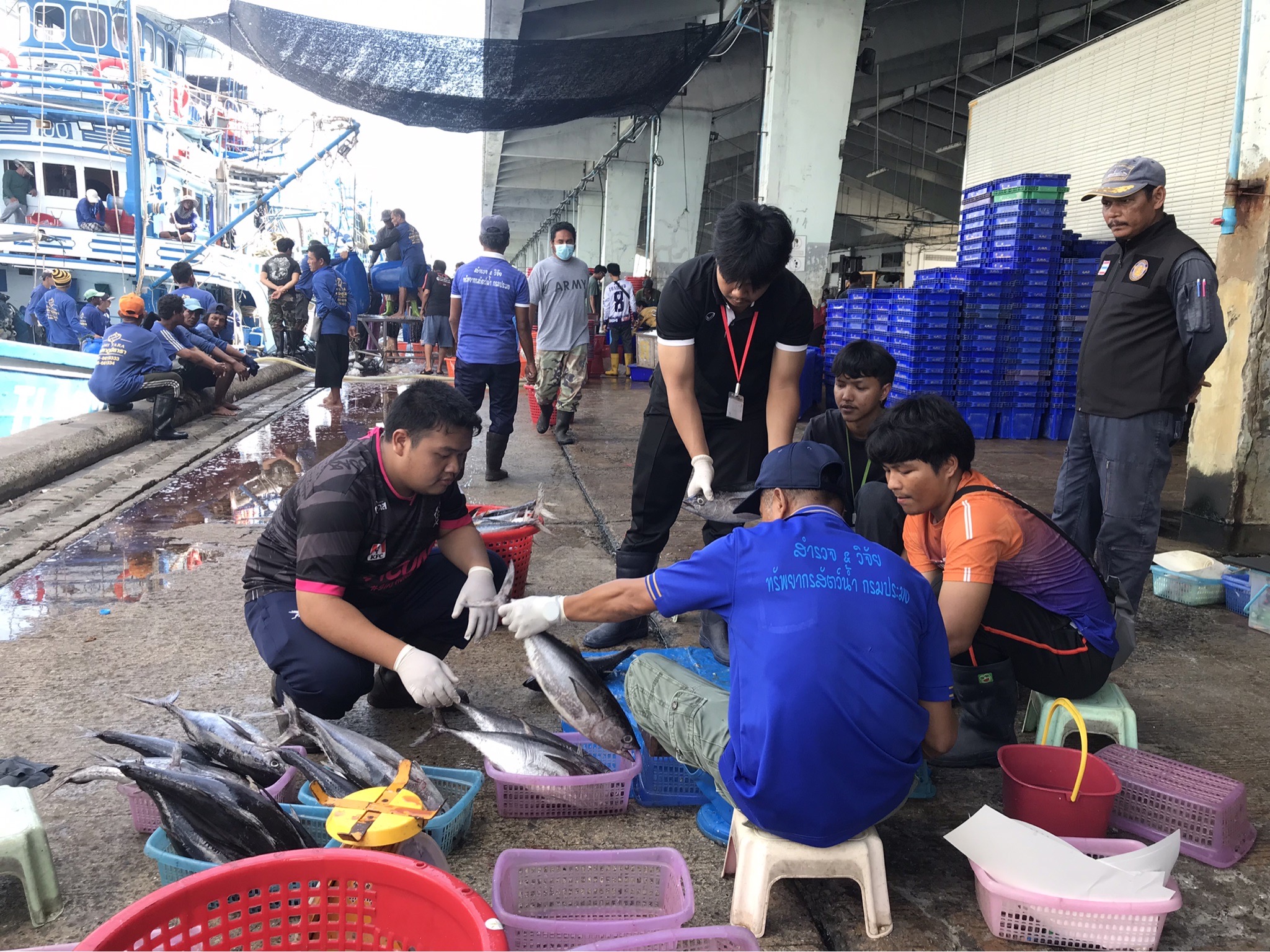   เจ้าหน้าที่ศูนย์วิจัยและพัฒนาประมงทะเลสงขลา ออกปฏิบัติงานเก็บรวบรวมข้อมูลทรัพยากรประมงจากเรืออวนล้อมจับที่ขึ้นท่าในพื้นที่จังหวัดนครศรีธรรมราช สงขลา และปัตตานี ประจำเดือนพฤษภาคม 2567..คลิก