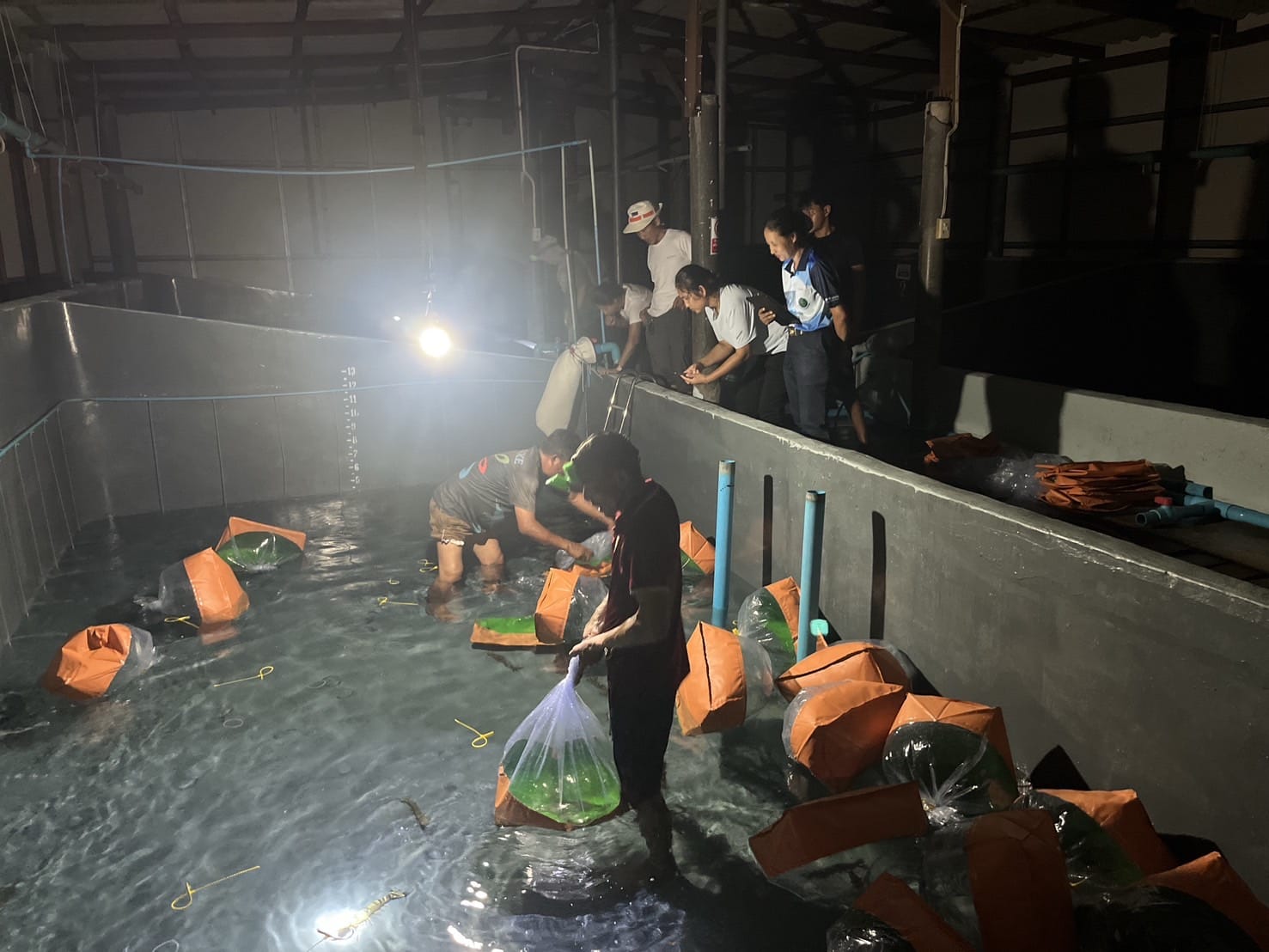 ศบป.8 (สงขลา) ควบคุมการขนย้ายและตรวจสอบการกักกันกุ้งทะเลมีชีวิต ณ สถานกักกันสัตว์น้ำ..คลิก
