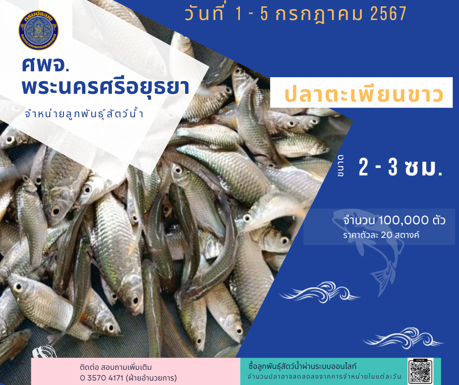 ชนิดพันธ์ุสัตว์น้ำพร้อมจำหน่าย  1-5 กรกฎาคม 2567 ศพจ.พระนครศรีอยุธยา..คลิก