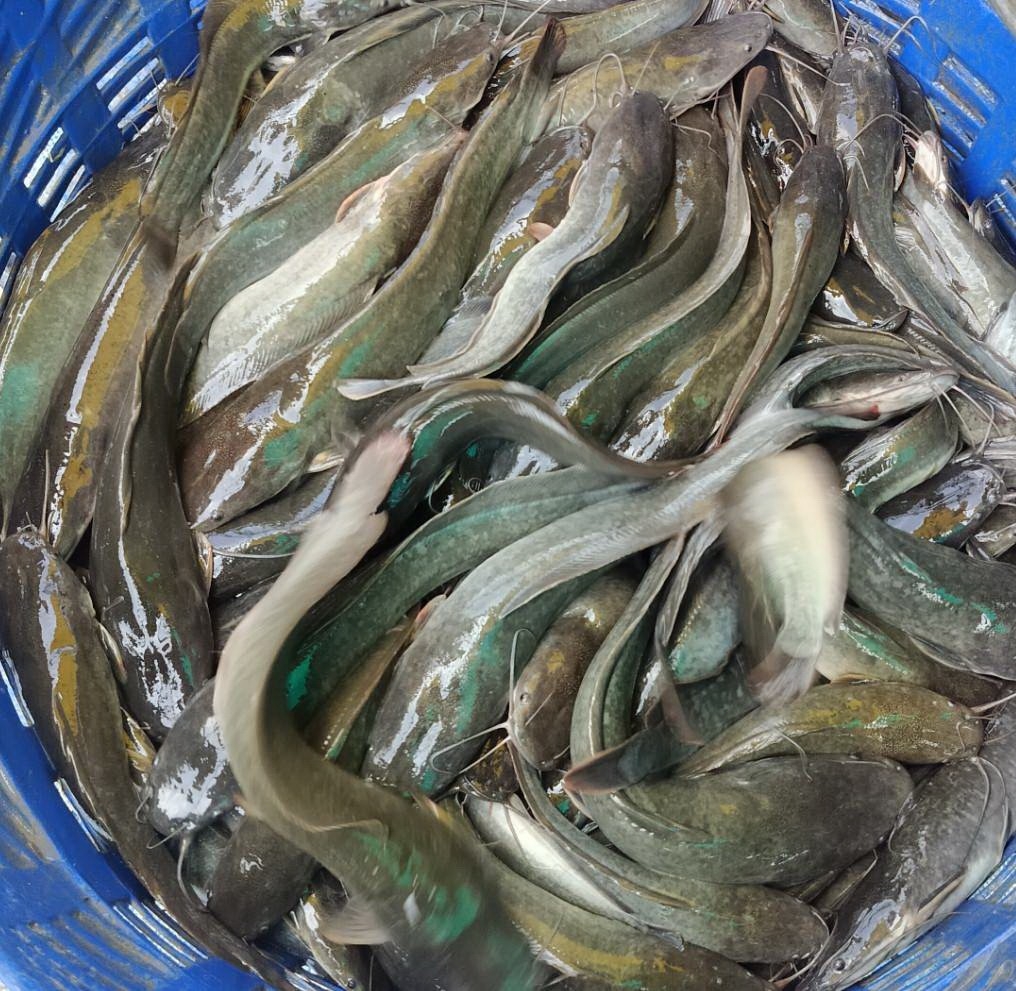 เจ้าหน้าที่ศูนย์บริหารจัดการด่านตรวจประมงเขต 1 (เชียงราย) ตรวจสอบสินค้าสัตว์น้ำส่งออกไปยังสาธารณรัฐประชาธิปไตยประชาชนลาว และสาธารณรัฐแห่งสหภาพเมียนมาร์..คลิก