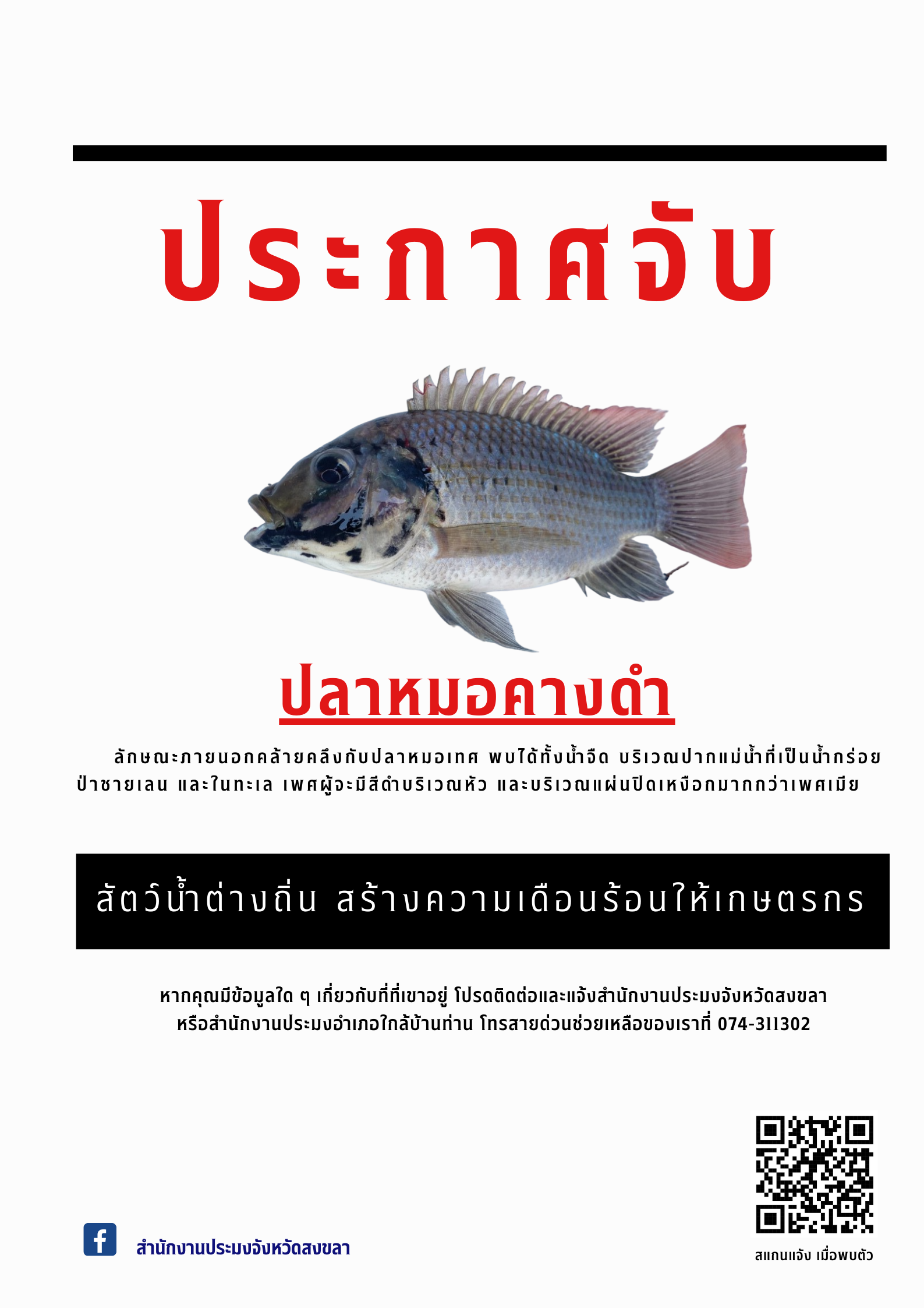 ประกาศจับปลาหมอคางดำ..คลิก
