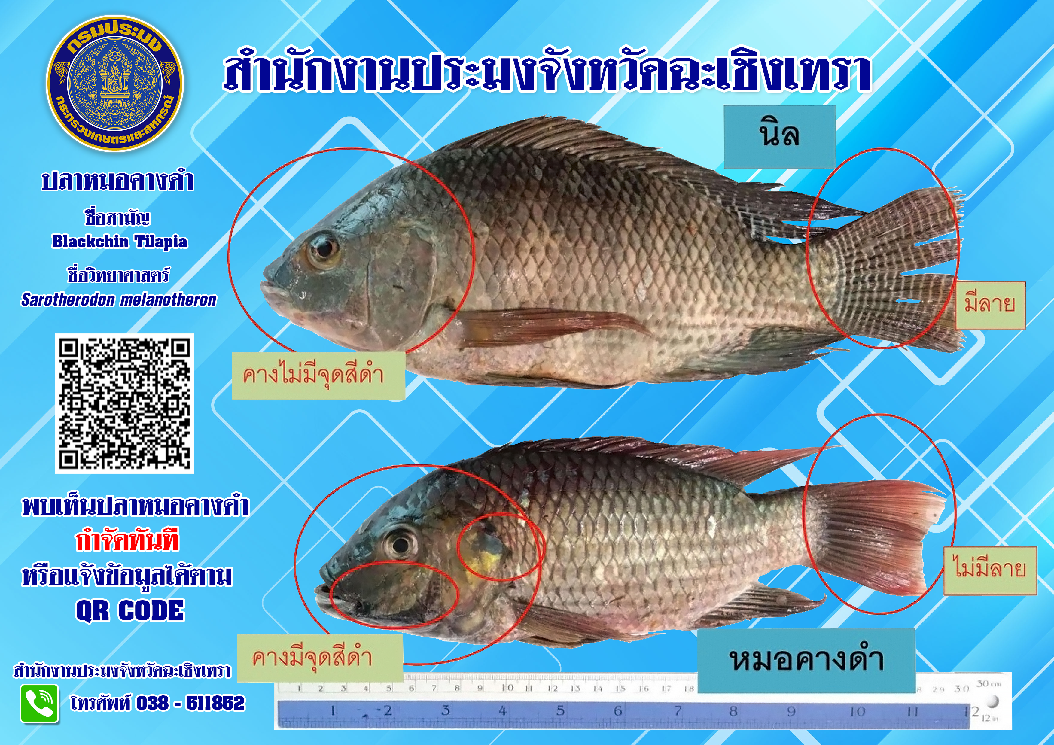 สำนักงานประมงจังหวัดฉะเชิงเทราขอประชาสัมพันธ์เมื่อพบเห็นปลาหมอคางดำในพื้นที่จังหวัดฉะเชิงเทรา