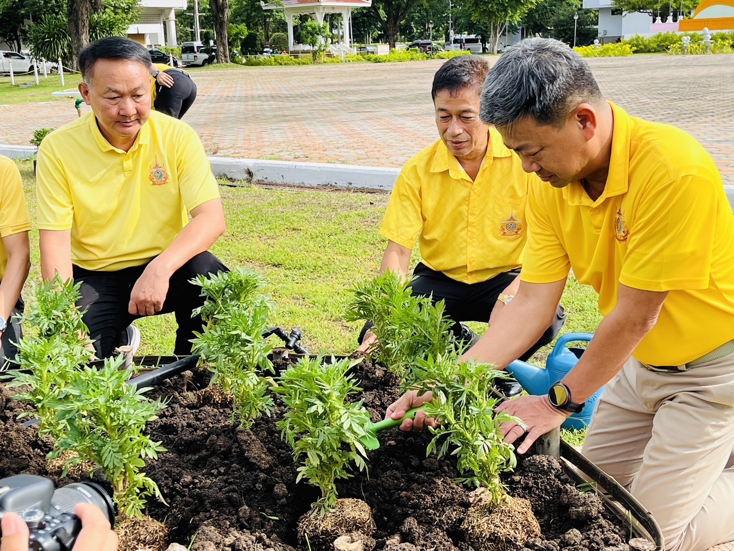 กิจกรรมปลูกต้นดาวเรือง ภายใต้โครงการปลูกปอเทืองเพื่อเฉลิมพระเกียรติ..คลิก