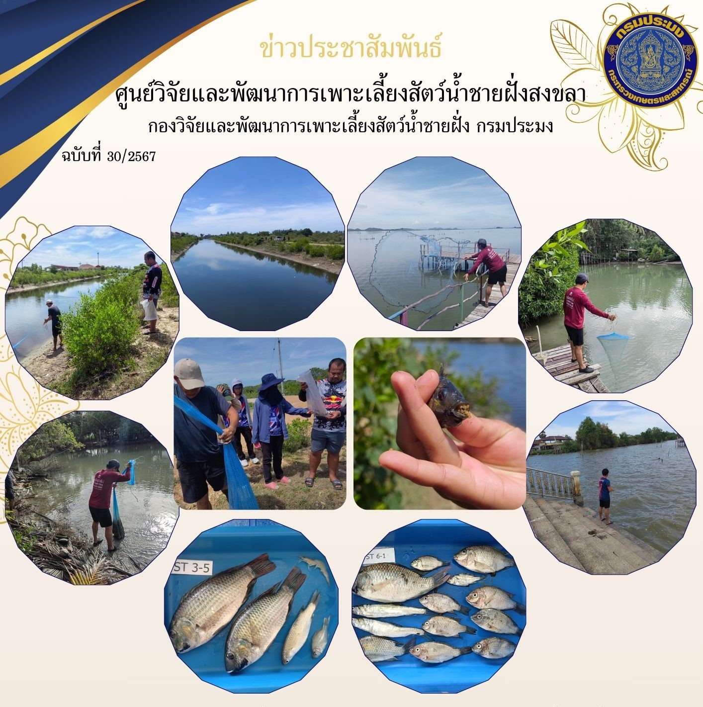 วันที่ 9 กรกฎาคม 2567 นางสาวปริศนา คลิ้งสุขคล้าย ผู้อำนวยการศูนย์วิจัยและพัฒนาการเพาะเลี้ยงสัตว์น้ำชายฝั่งสงขลา มอบหมายให้ นางศรีประภา สิทธิโชคธนา นักวิชาการประมงปฏิบัติการ นายอุกฤษฎ์ ชูสุวรรณ นักวิชาการประมงปฏิบัติการ และเจ้าหน้าที่ศูนย์ฯ พร้อมด้วยเจ้าหน้าที่จากสำนักงานประมงจังหวัดสงขลา ประมงอำเภอกระแสสินธุ์ ร่วมสำรวจความชุกชุมและการแพร่กระจายของปลาหมอคางดำ..คลิก