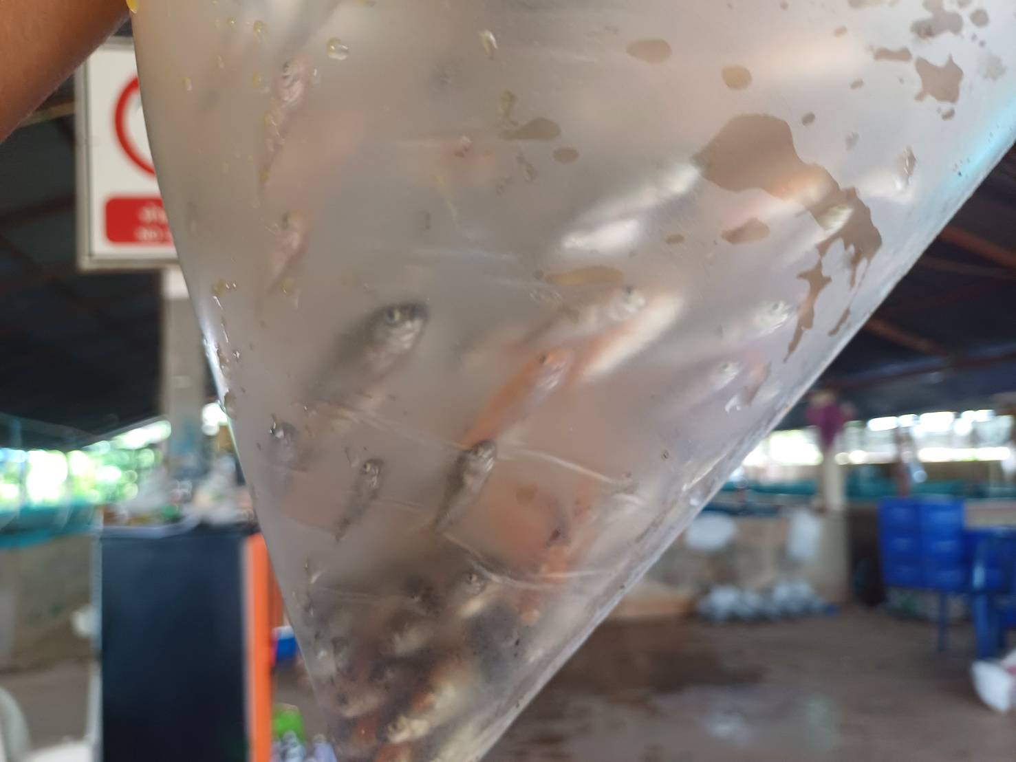 13 กรกฎาคม 2567 ด่านตรวจประมงมุกดาหาร ตรวจสอบสินค้าประมงส่งออกไปยัง สปป. ลาว ณ สะพานมิตรภาพไทย - ลาว แห่งที่ 2 จังหวัดมุกดาหาร..คลิก