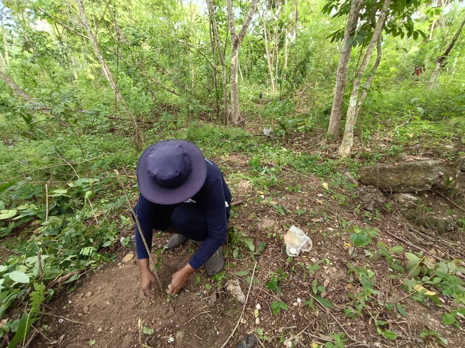 ปลูกต้นไม้ โครงการ 72 ล้านต้นพลิกฟื้นผืนป่า..คลิก