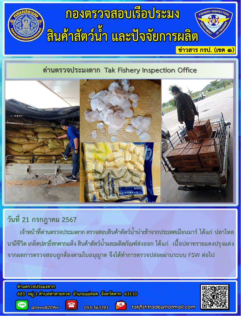 วันที่ 21 กรกฎาคม 2567           เจ้าหน้าที่ด่านตรวจประมงตาก ตรวจสอบสินค้าสัตว์น้ำนำเข้าจากประเทศเมียนมาร์ ได้แก่ ปลาไหลนามีชีวิต เกล็ดปลายี่สกตากแห้ง สินค้าสัตว์น้ำและผลิตภัณฑ์ส่งออก ได้แก่  เนื้อปลาทรายแดงปรุงแต่ง จากผลการตรวจสอบถูกต้องตามใบอนุญาต จึงได้ทำการตรวจปล่อยผ่านระบบ FSW ต่อไป..คลิก
