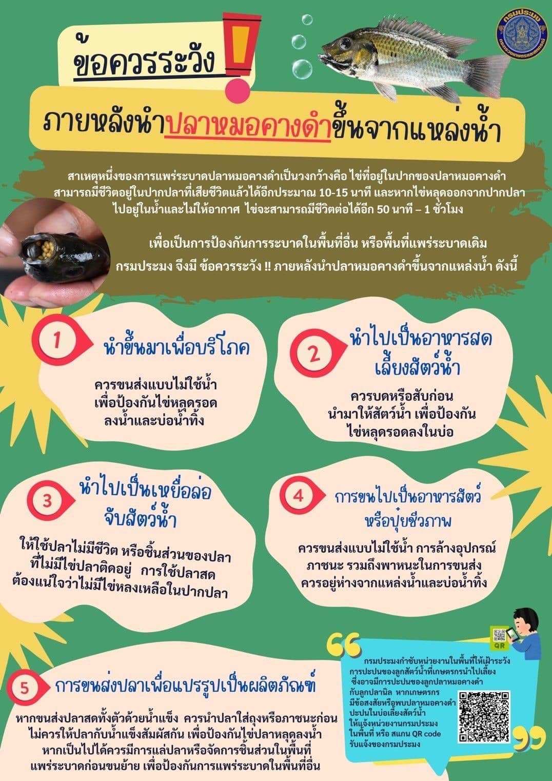 รู้จัก ปลาหมอคางดํา หรือปลาหมอสีคางดํา คือปลาอะไร