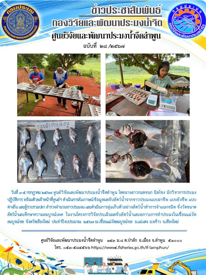 ศูนย์วิจัยและพัฒนาประมงน้ำจืดลำพูน โดยนางสาวกมลชนก นิลโขง นักวิชาการประมงปฏิบัติการ พร้อมด้วยเจ้าหน้าที่ศูนย์ฯ ดำเนินการสัมภาษณ์ข้อมูลผลจับสัตว์น้ำจากชาวประมงแบบอาชีพ แบบยังชีพ แบบต่างถิ่น และผู้รวบรวมปลา สำรวจจำนวนชาวประมงน และดำเนินการสุ่มเก็บตัวอย่างสัตว์น้ำทำการจำแนกชนิด ชั่งวัดขนาดสัตว์น้ำและศึกษาความสมบูรณ์เพศ  ในงานโครงการวิจัยประเมินผลจับสัตว์น้ำและสภาวะการทำประมงในเขื่อนแม่งัดสมบูรณ์ชล จังหวัดเชียงใหม่ ประจำปีงบประมาณ 2567 ณ เขื่อนแม่งัดสมบูรณ์ชล อ.แม่แตง อ.พร้าว จ.เชียงใหม่..คลิก