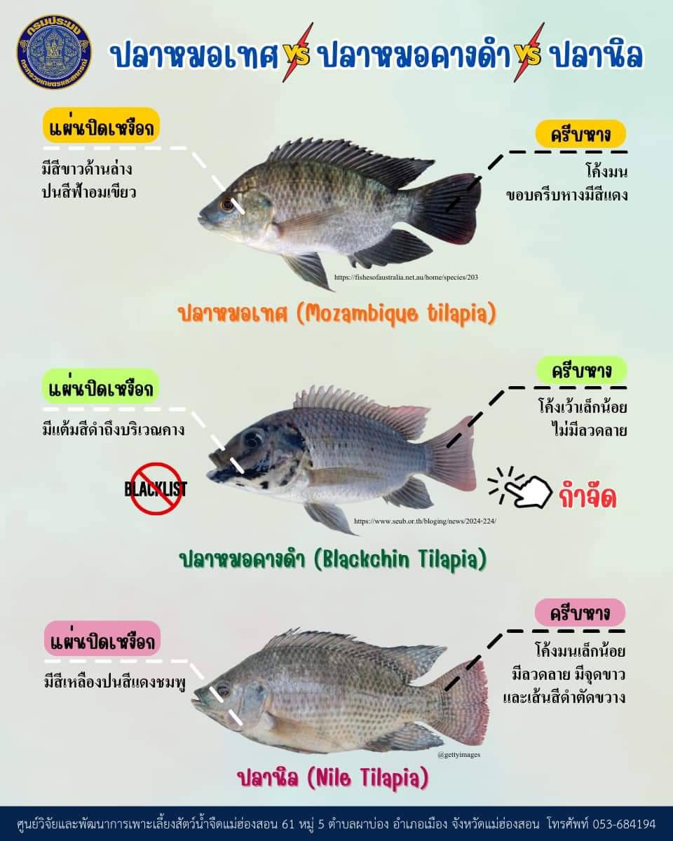 ความแตกต่างระหว่างปลาหมอเทศ ปลาหมอคางดำ และปลานิล