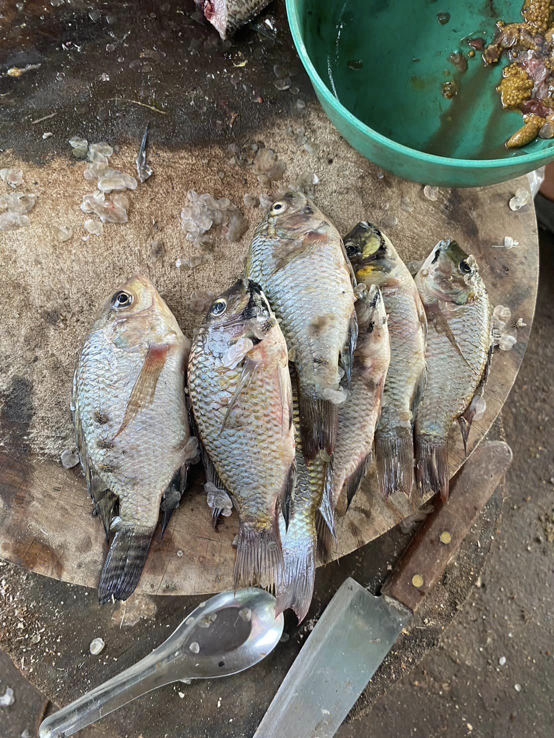 ลงพื้นที่ตรวจสอบการแพร่ระบาดของปลาหมอคางดำ ตามแผนการแก้ไขปัญหาการแพร่ระบาดของปลาหมอคางดำในจังหวัดราชบุรี..คลิก