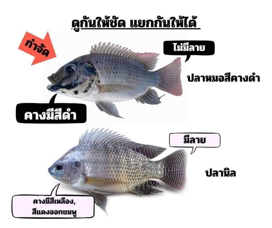 มารู้จักปลาหมอคางดำ กันก่อน..