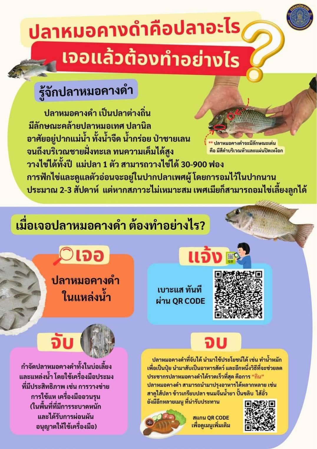 มารู้จักปลาหมอคางดำ กันก่อน...