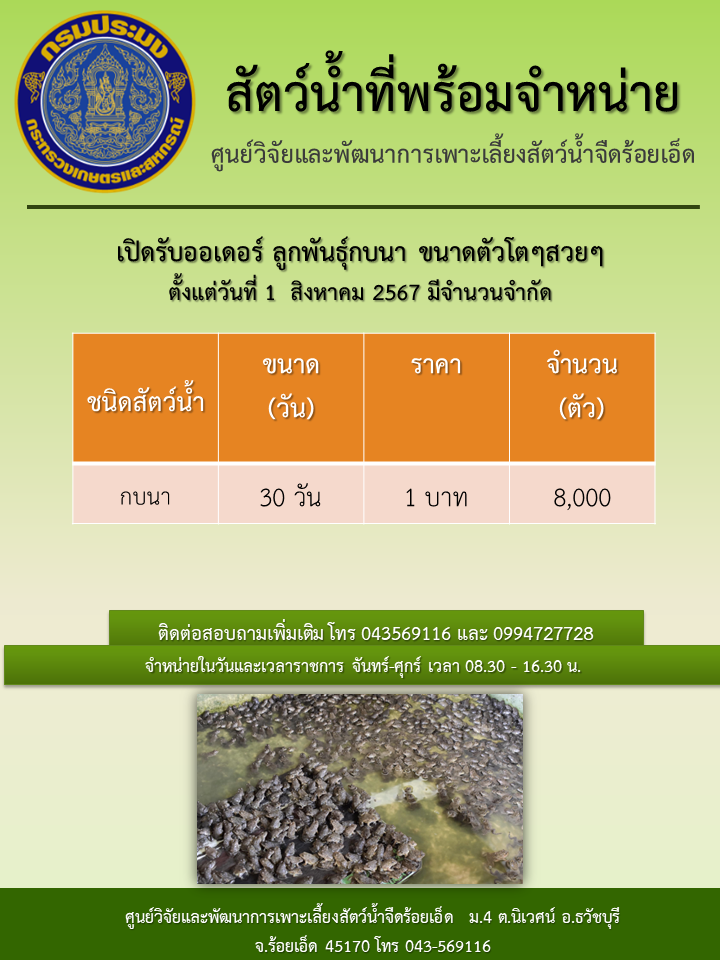 เปิดรับออเดอร์ ลูกพันธุ์กบนา ขนาดตัวโตๆสวยๆ ตั้งแต่วันที่ 1  สิงหาคม 2567 มีจำนวนจำกัด..คลิก
