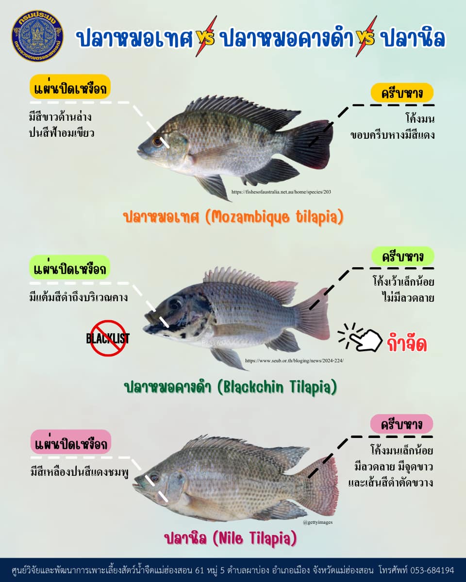 ความแตกต่างระหว่างปลาหมอเทศ ปลาหมอคางดำ และปลานิล  #สัตว์น้ำต่างถิ่น #AlienSpecies