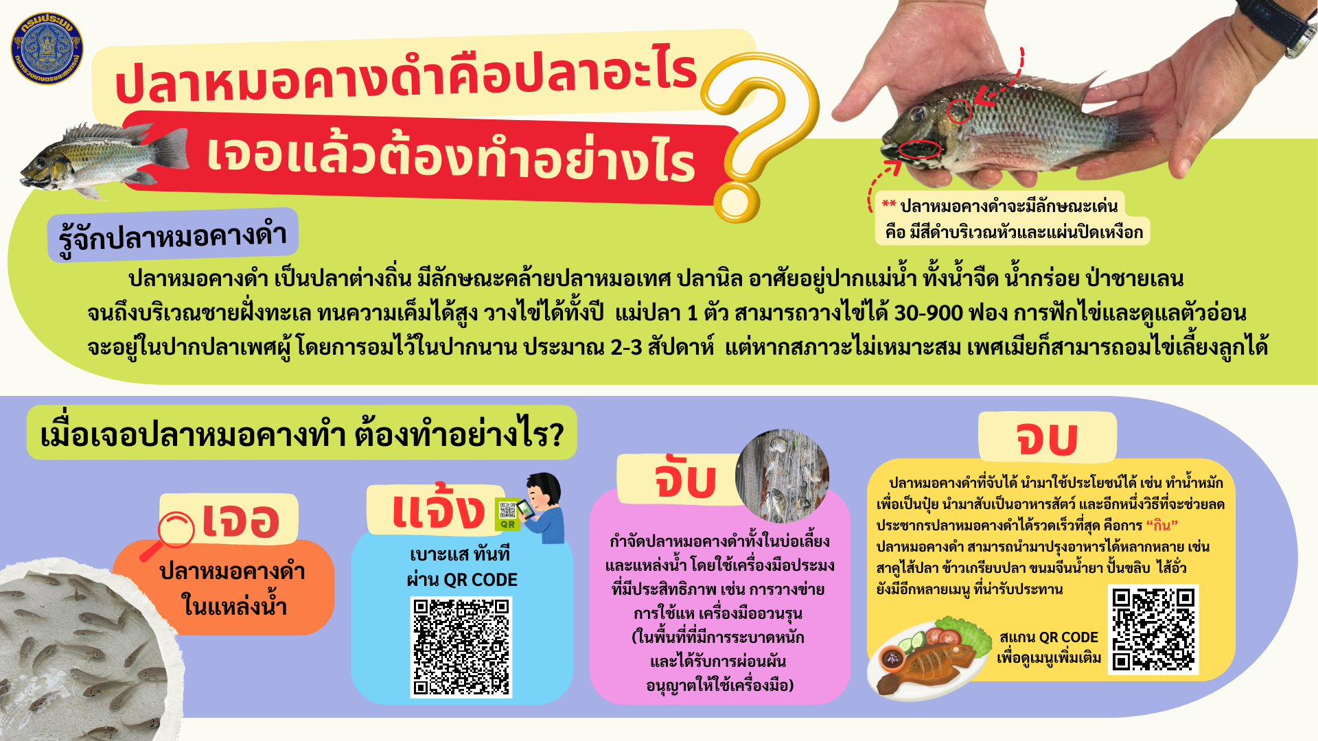 ปลาหมอคางดำคืออะไร เจอแล้วต้องทำอย่างไรบ้าง..คลิก