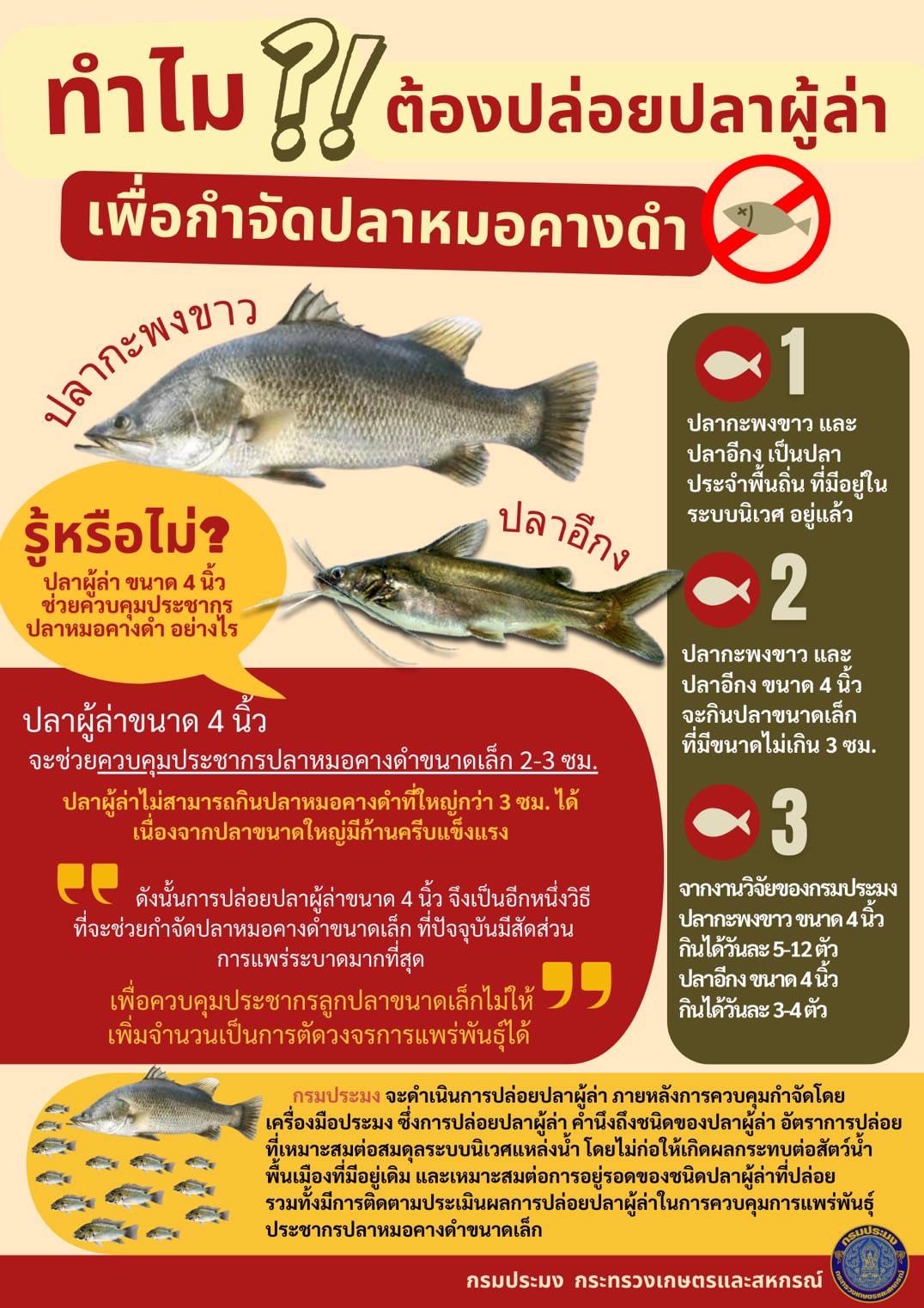 ทำไมต้องปล่อยปลาผู้ล่า เพื่อกำจัดปลาหมอคางดำ..คลิก