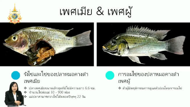 มารู้จักปลาหมอคางดำ..คลิก