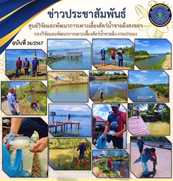  เมื่อวันที่ 6 สิงหาคม 2567 นางสาวปริศนา คลิ้งสุขคล้าย ผู้อำนวยการศูนย์วิจัยและพัฒนาการเพาะเลี้ยงสัตว์น้ำชายฝั่งสงขลา มอบหมายให้ นางศรีประภา สิทธิโชคธนา นักวิชาการประมงปฏิบัติการ นายอุกฤษฎ์ ชูสุวรรณ นักวิชาการประมงปฏิบัติการ และเจ้าหน้าที่ศูนย์ฯ เข้าสำรวจความชุกชุมและการแพร่กระจายของปลาหมอคางดำในเขตอำเภอระโนด 9 จุด..คลิก