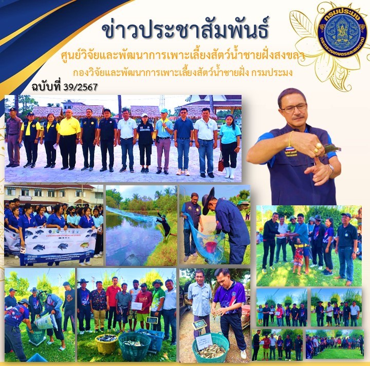 เมื่อวันศุกร์ ที่ 9 สิงหาคม 2567 นางสาวปริศนา คลิ้งสุขคล้าย ผู้อำนวยการศูนย์วิจัยและพัฒนาการเพาะเลี้ยงสัตว์น้ำชายฝั่งสงขลา พร้อมด้วยเจ้าหน้าที่ของศูนย์ฯ เข้าร่วมกิจกรรม “เปิดปฏิบัติการรวมพลพรานล่าปลาหมอคางดำ ร่วม save ทะเลสาบสงขลา”..คลิก