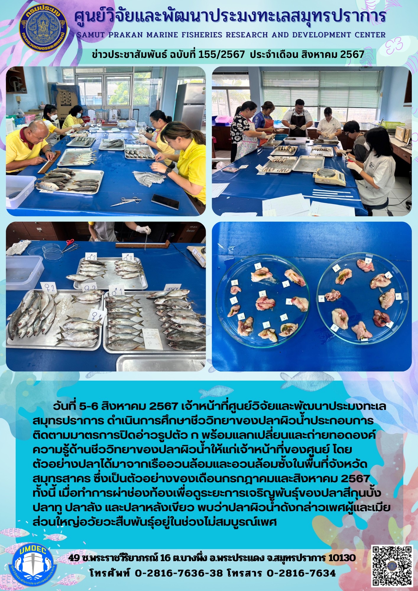เจ้าหน้าที่ศูนย์วิจัยและพัฒนาประมงทะเลสมุทรปราการ ดำเนินการศึกษาชีววิทยาของปลาผิวน้ำประกอบการติดตามมาตรการปิดอ่าวรูปตัว ก..คลิก