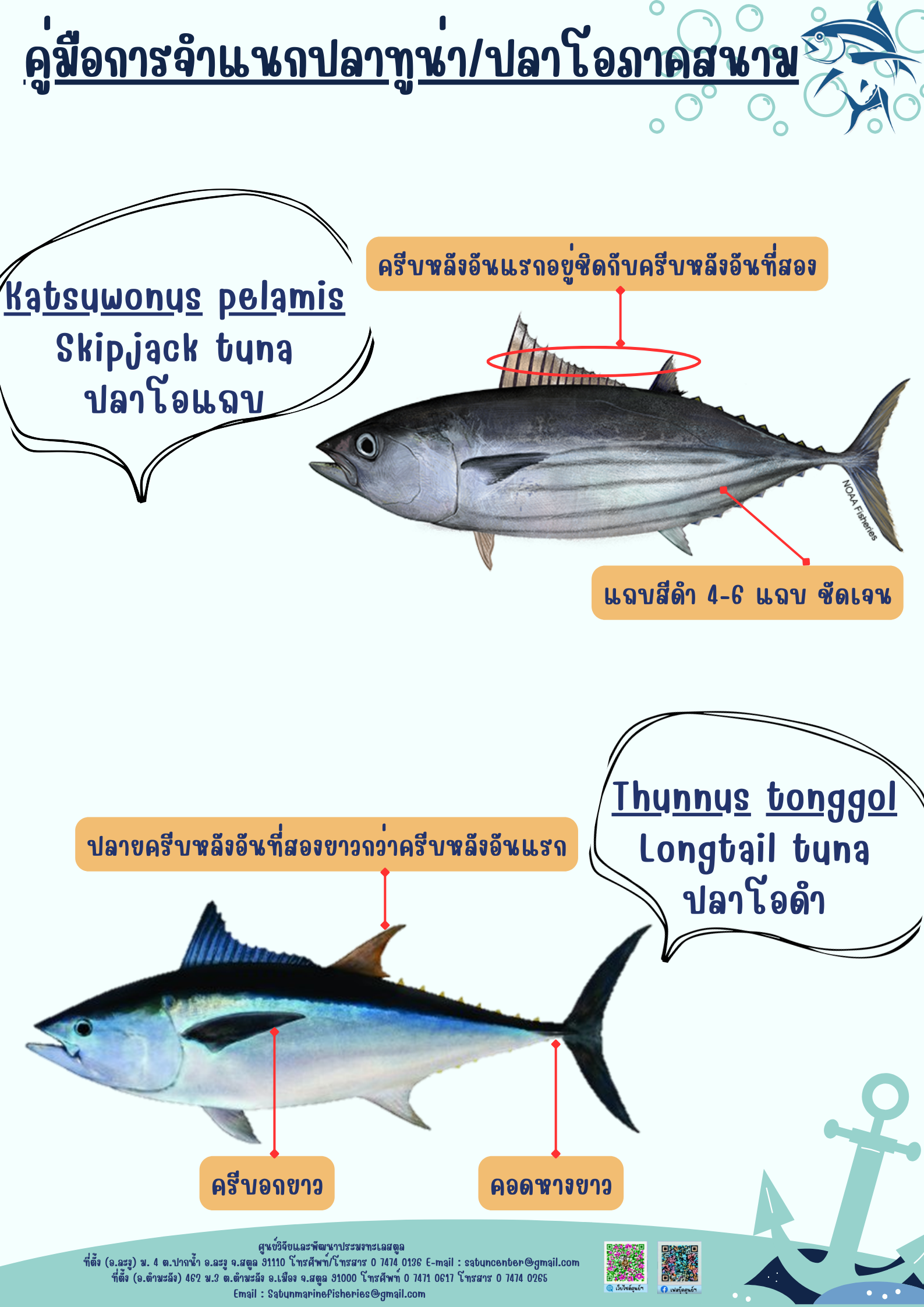 คู่มือการจำแนกปลาทูน่่า/ปลาโอภาคสนาม..คลิก