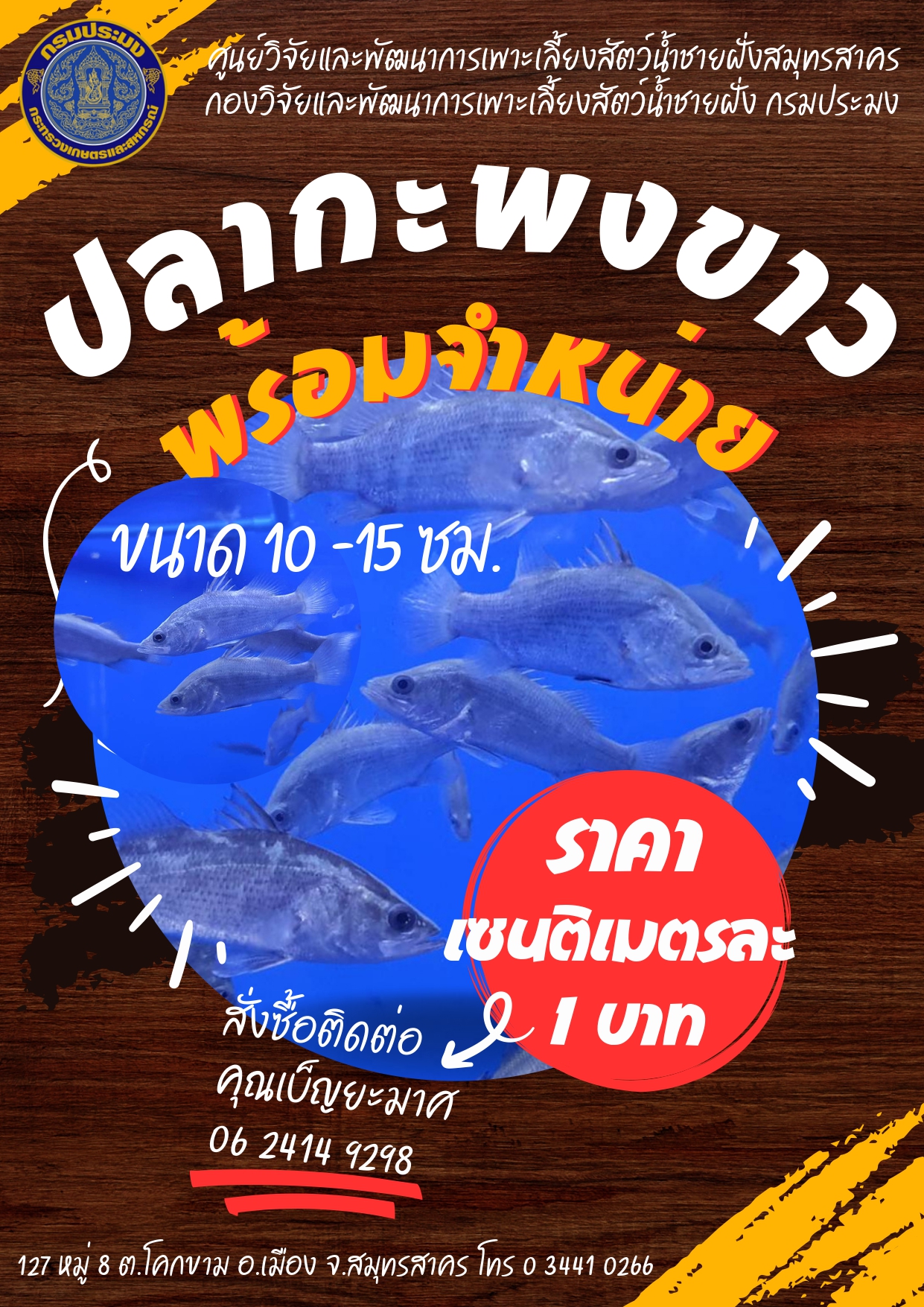 จำหน่ายปลากะพงขาว ขนาด 10-15 ซม...คลิก