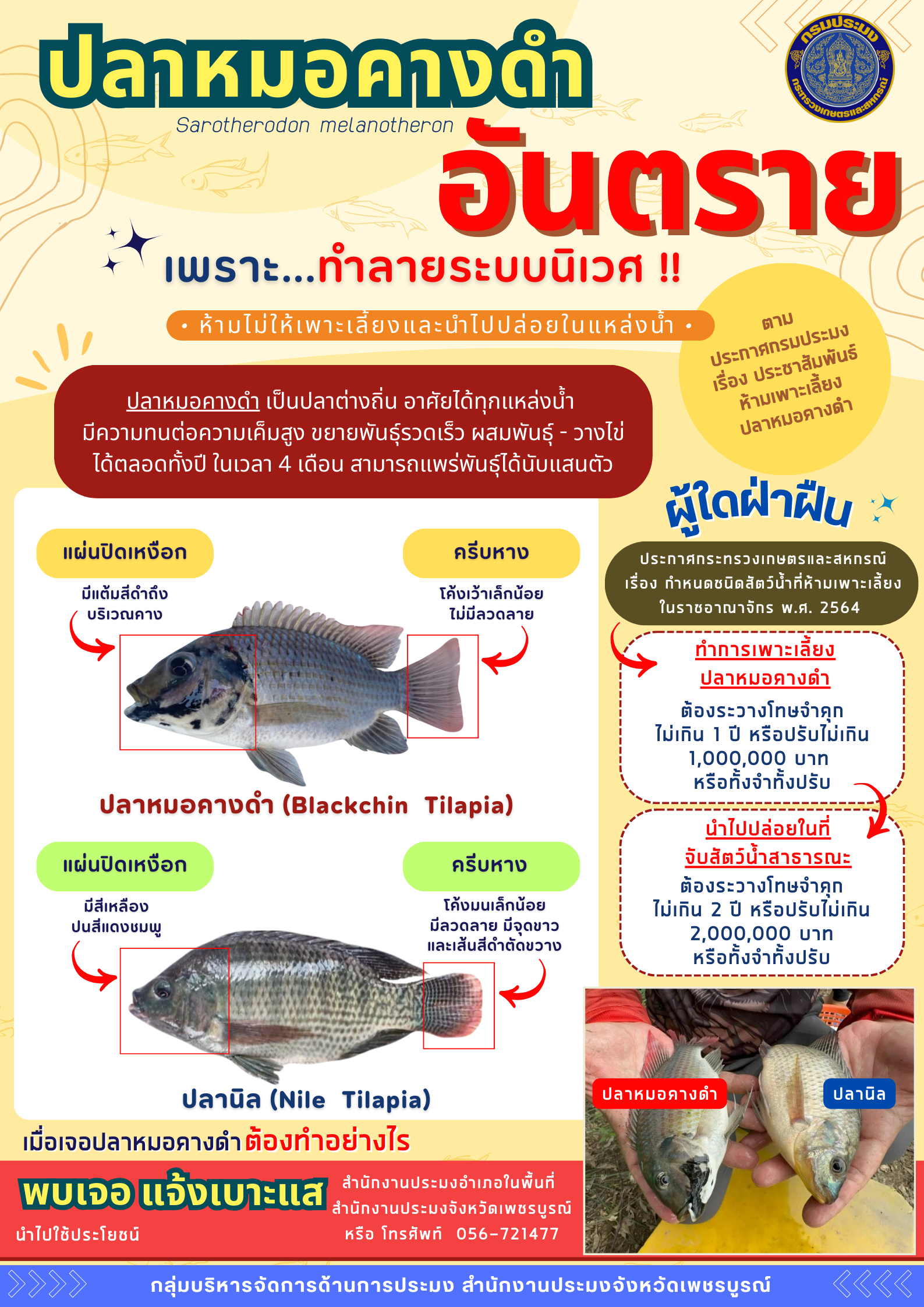 ประมงเพชรบูรณ์เตือน! ปลาหมอคางดำ อันตรายทำลายระบบนิเวศ
