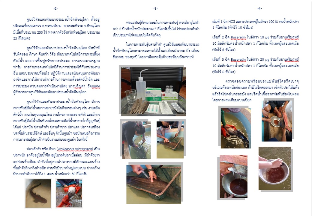 คู่มือ เพาะพันธุ์ปลาเค้าดำ..คลิก